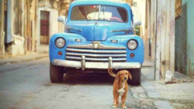 Migrantes pagan miles de dólares para sacar a sus mascotas de Cuba