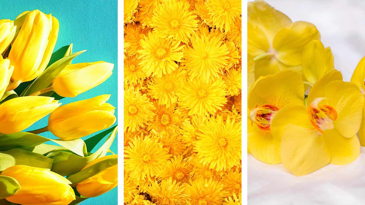 Flores amarillas: tipos, significado y cuidados