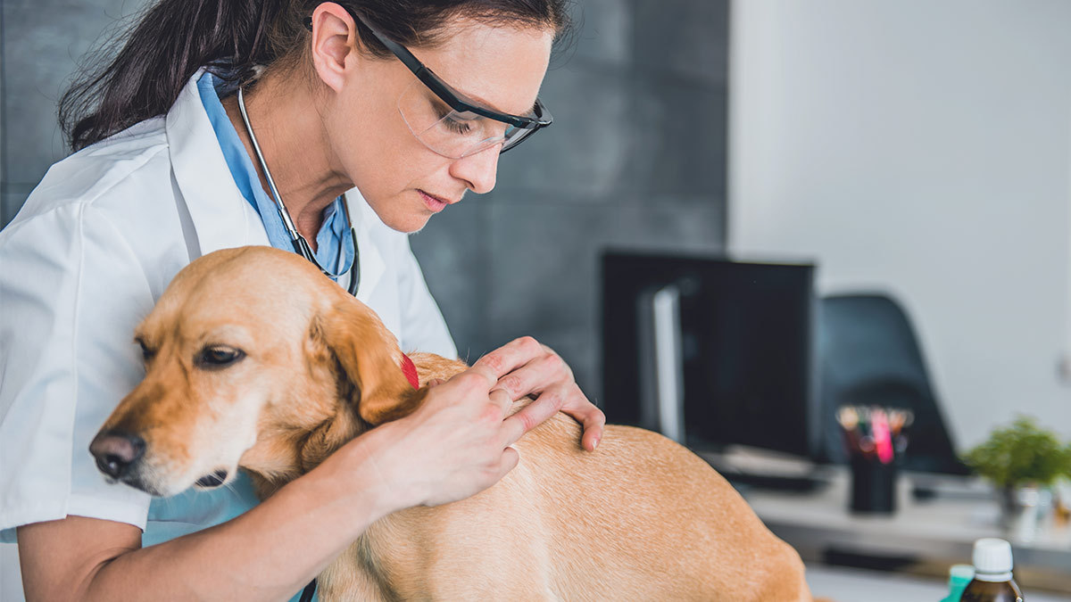 Cultivan piel canina en laboratorio que lograría que no se usen animales para probar tratamientos médicos