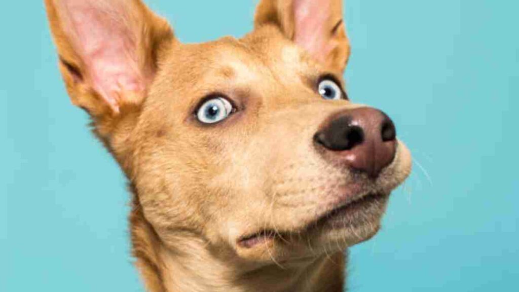 Puedes saber cuánto vivirán los perros, según el tamaño de su nariz
