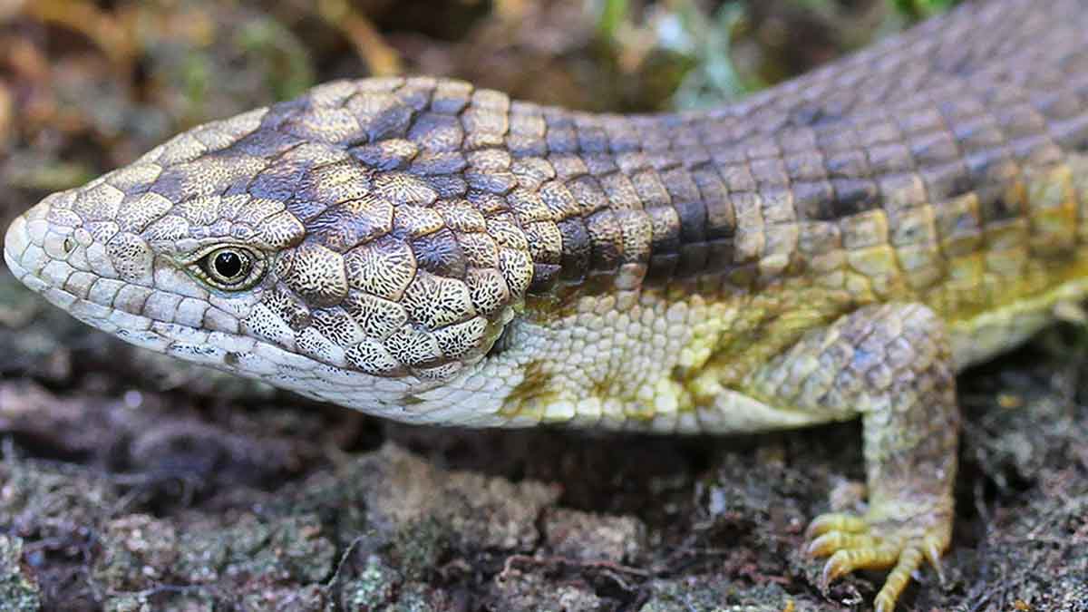 Dragoncito de Coapilla, UNAM colabora en descubrimiento de nueva especie de lagartija
