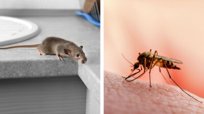 ¿Qué enfermedades son transmitidas por moscas, cucarachas, mosquitos y ratones?