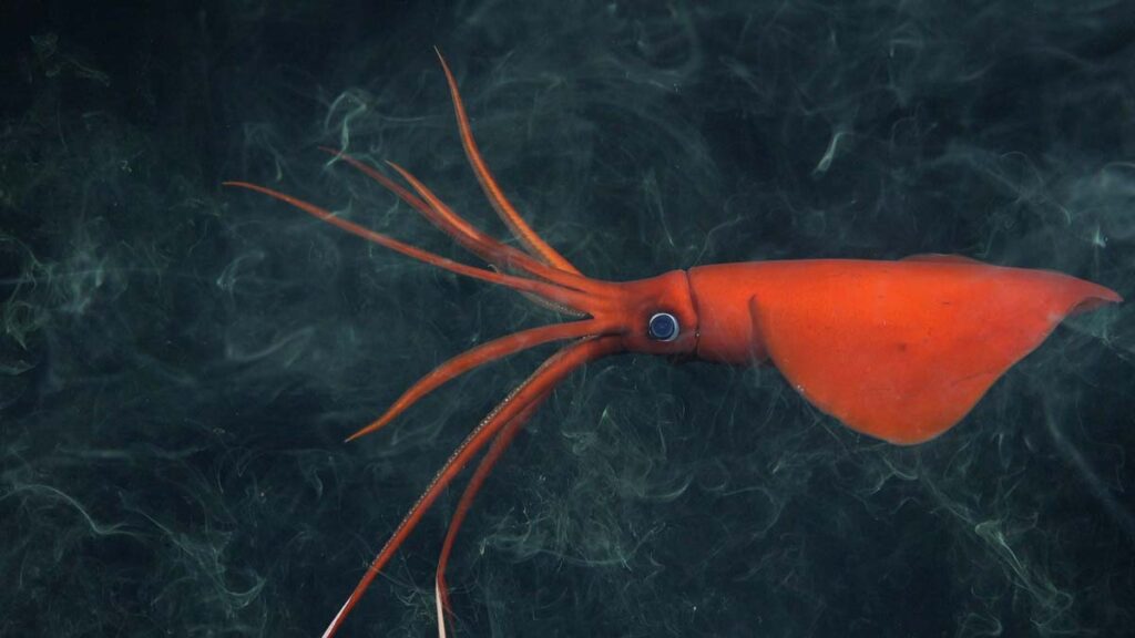 nuevas especies en montes submarinos