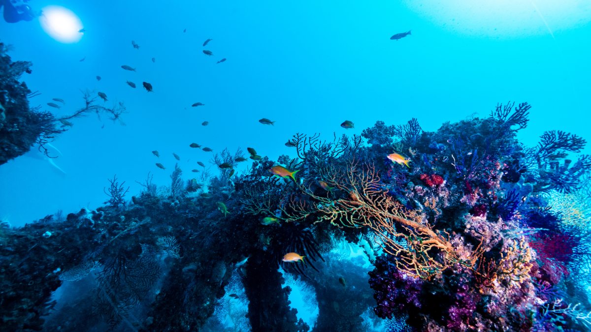 Increíble tesoro: descubren más de 100 nuevas especies submarinas