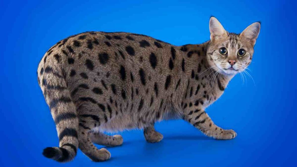 Ashera: gato creado en laboratorio es el más caro del mundo