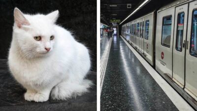 Este gatito viajo en metro y se comportó mejor que los otros pasajeros, lo más tierno que veras hoy