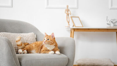 Este gatito vive mejor que tu porque su dueña le hizo un penthouse