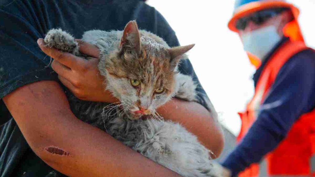 Incendios en Chile: veterinarios ayudan a mascotas heridas