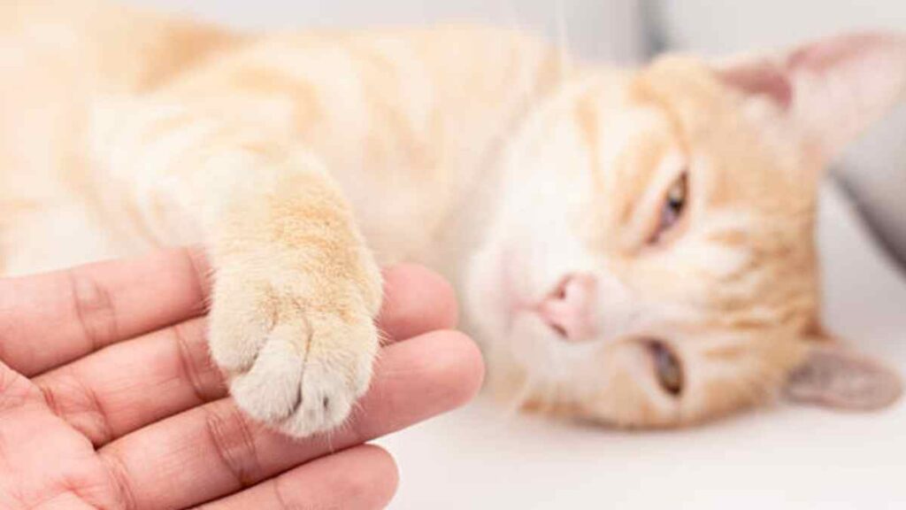 Bubonic plague in cats: symptoms