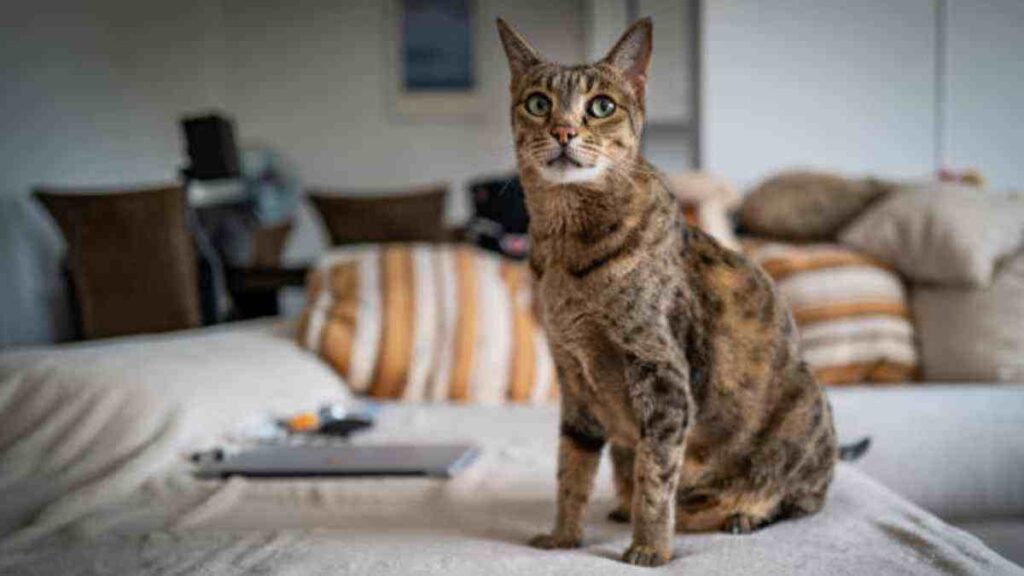 Ashera: gato creado en laboratorio es el más caro del mundo