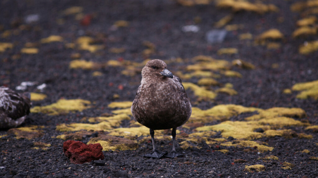 Scientists confirm for the first time the presence of highly pathogenic avian influenza virus in Antarctica