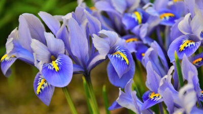 Iris la flor de los nacidos en febrero, significado y propiedades