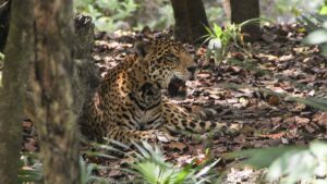 Captan a jaguares cerca de Chichén Itzá: símbolo maya revive entre los vestigios arqueológicos