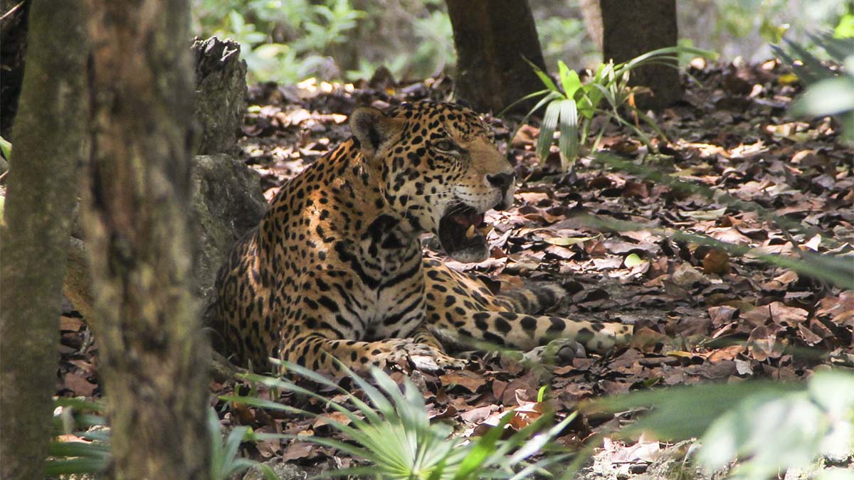 ¡Qué miedo! Captan a un jaguar merodeando afuera de una casa en Cancún