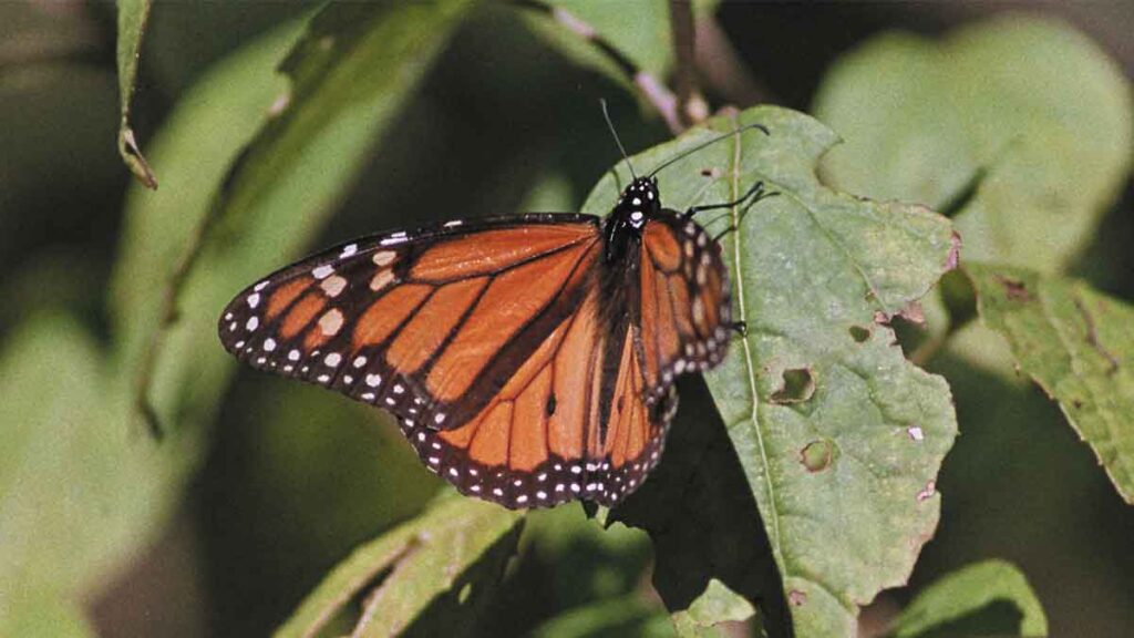 mariposa monarca