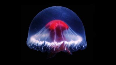 medusa cruz roja