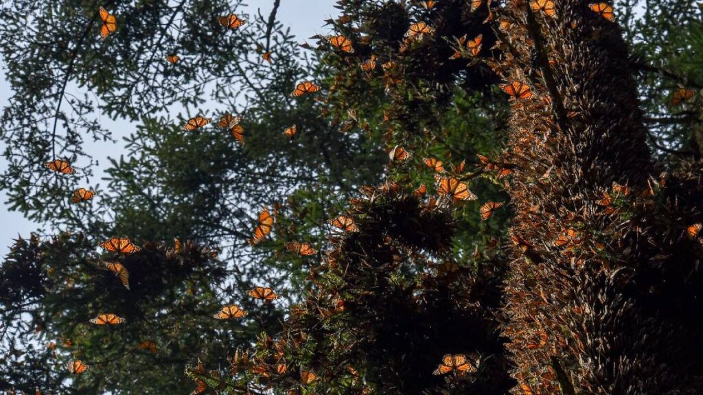 Disminuye la presencia de la mariposa monarca