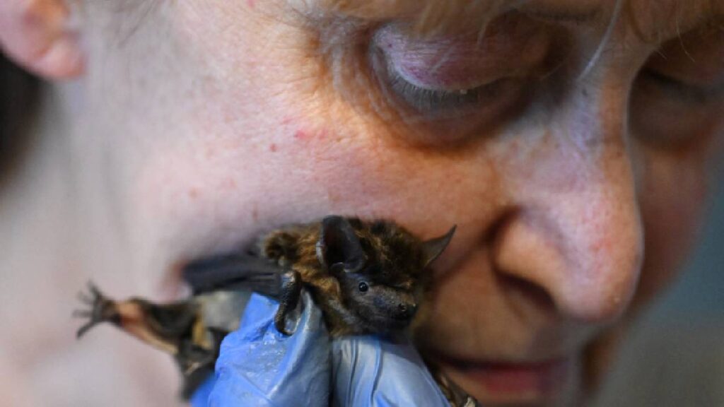 Murcielagos en la casa de una pensionada de Polonia
