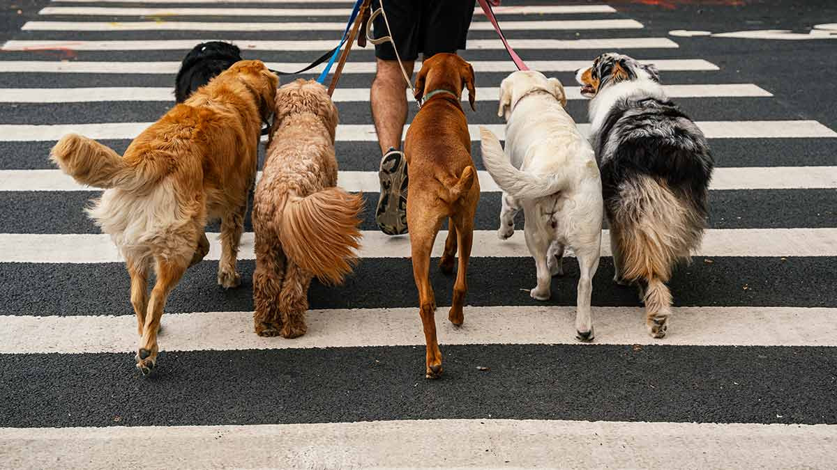 Nueva York es la ciudad donde hay más mascotas que niños
