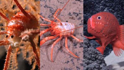 nuevas especies en montes submarinos