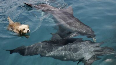 Perrito acaricia delfín