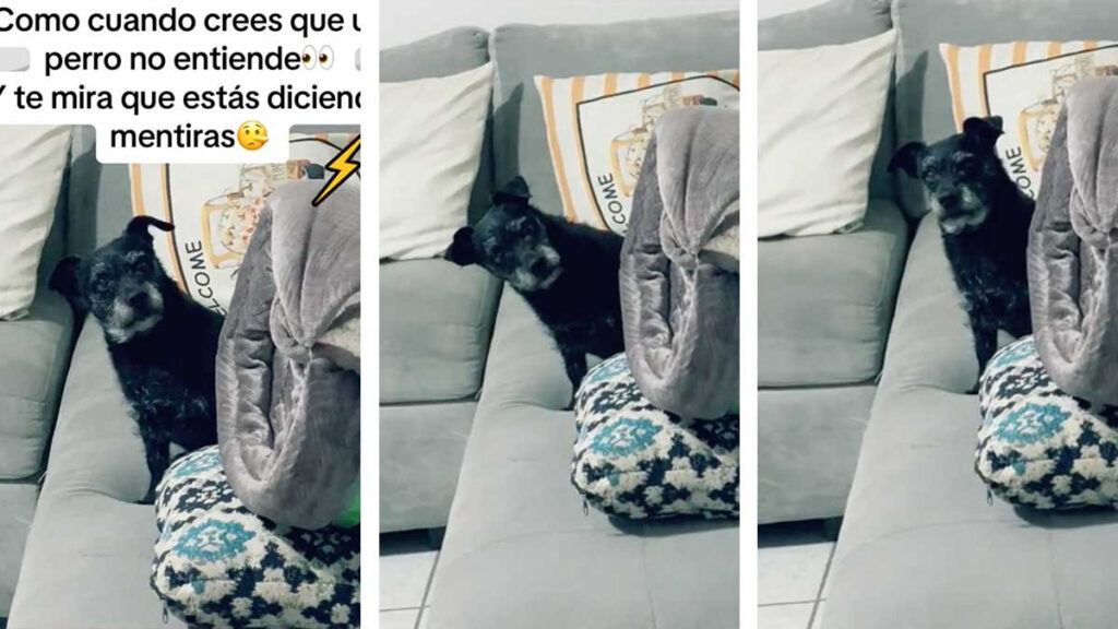 Perrito es acusado y regañado injustamente y le echa la mirada fulminante a su acusador