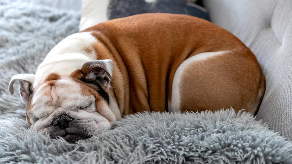 Perrito aplica las técnicas de misión imposible para dormir en el sillón, aunque su dueña hace todo lo posible por evitarlo