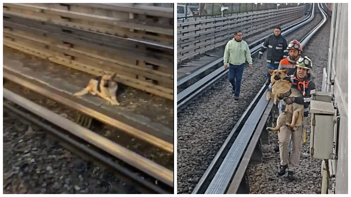 Estaba en las vías: rescatan a perrito en Metro de CDMX