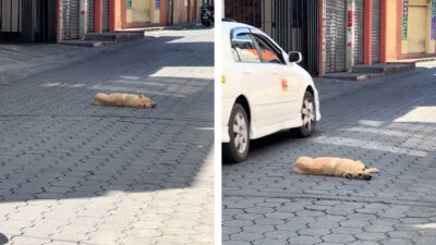 Perrito decide tomar una siesta a media calle y los carros tienen que rodearla