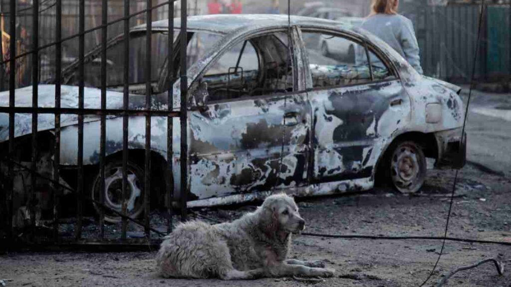Incendios en Chile: veterinarios ayudan a mascotas heridas