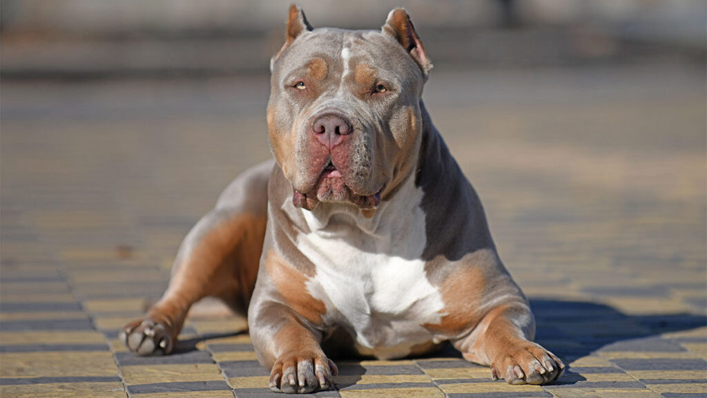 American Bully XL is the dog breed that will most likely be euthanized in the UK, we tell you why