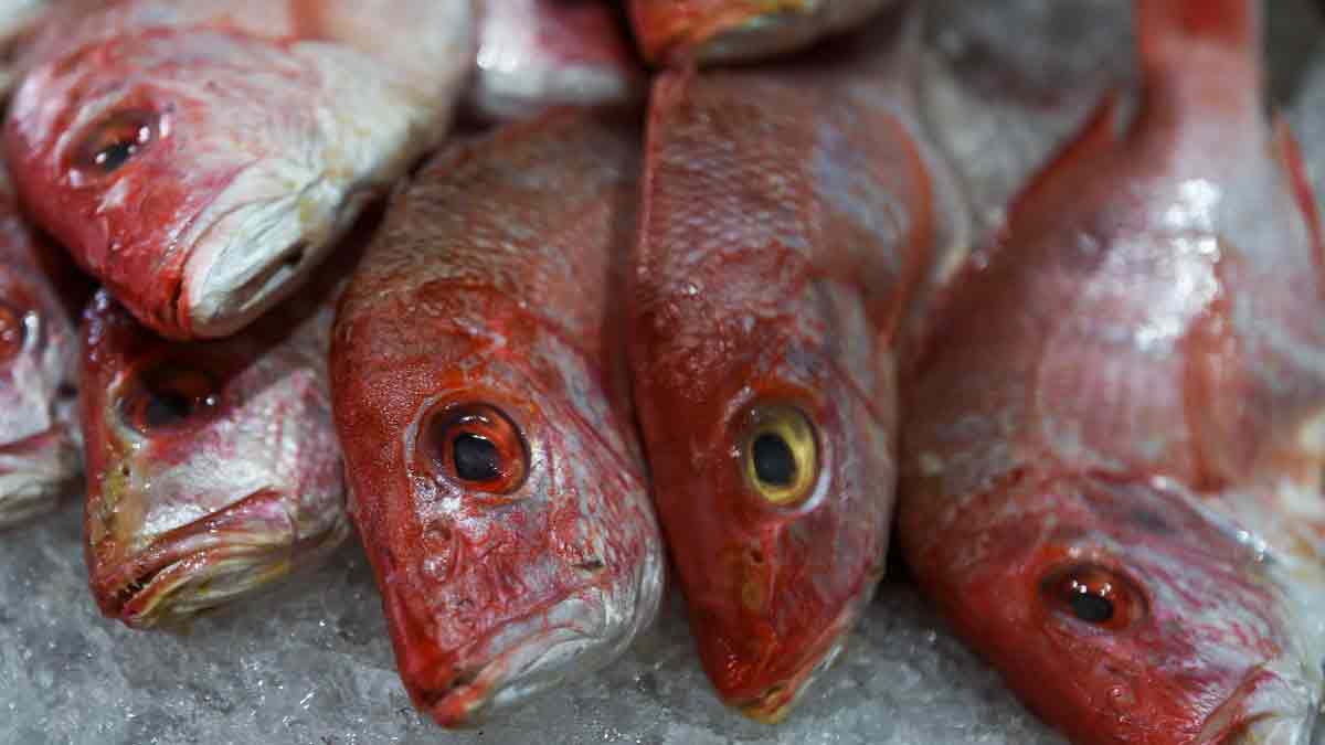 Cuaresma 2024: ¿cuál es el pescado más saludable?