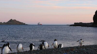 pinguinos y otras aves monitoreados en Argentina
