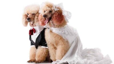 Perú celebra boda entre parejas de perros