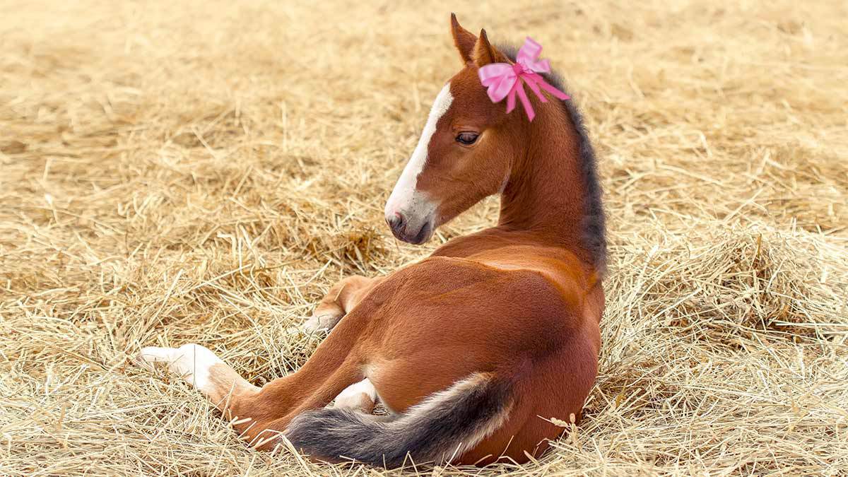 Cuacolandia, santuario de caballos, se une a la tendencia coquette para promover el rescate de estos hermosos animales