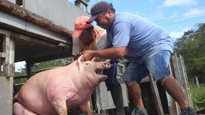 trailer-con-cerdos-vuelca-en-cuautitlan-izcalli-rescatan-a-los-animales-que-quedaron-vivos