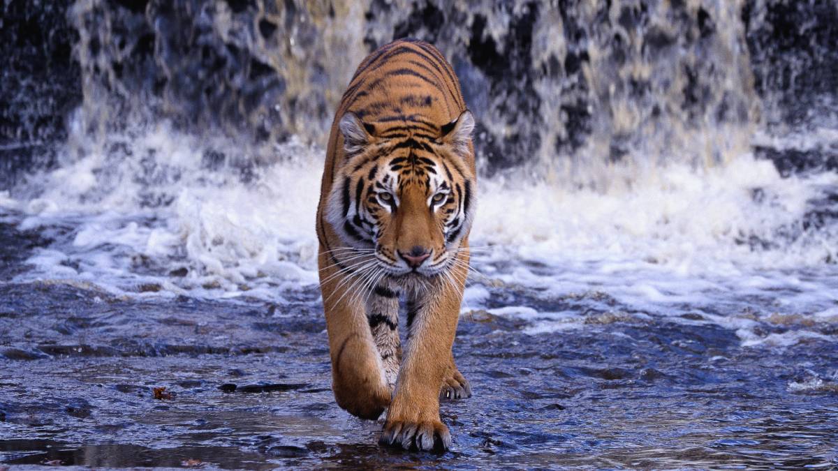 ¿Crimen o ritual? Encuentran tigre decapitado en cascada de Valle de Bravo