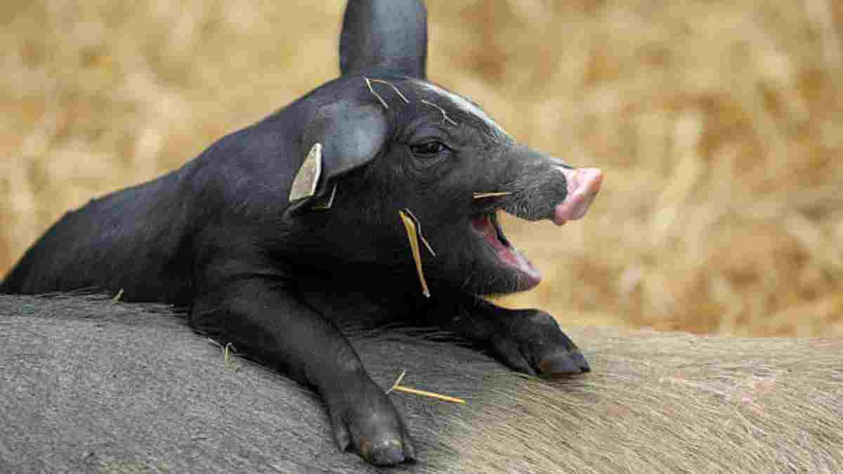 Abren negocio de pedicura para cerdos en Francia