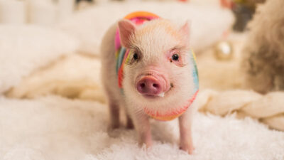 Mini pig es adoptada por una estación de bomberos en Nueva York