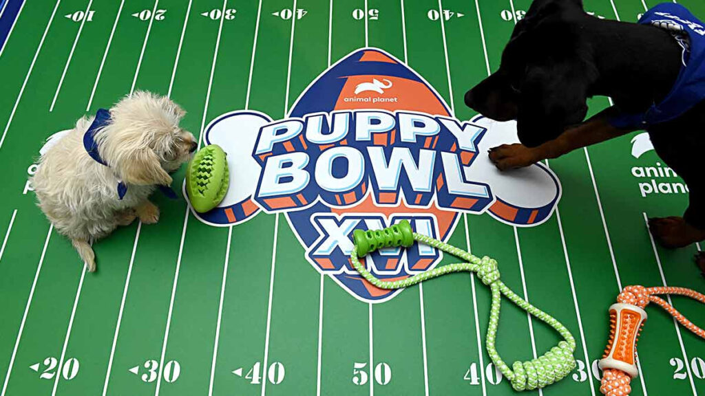 Puppy Bowl