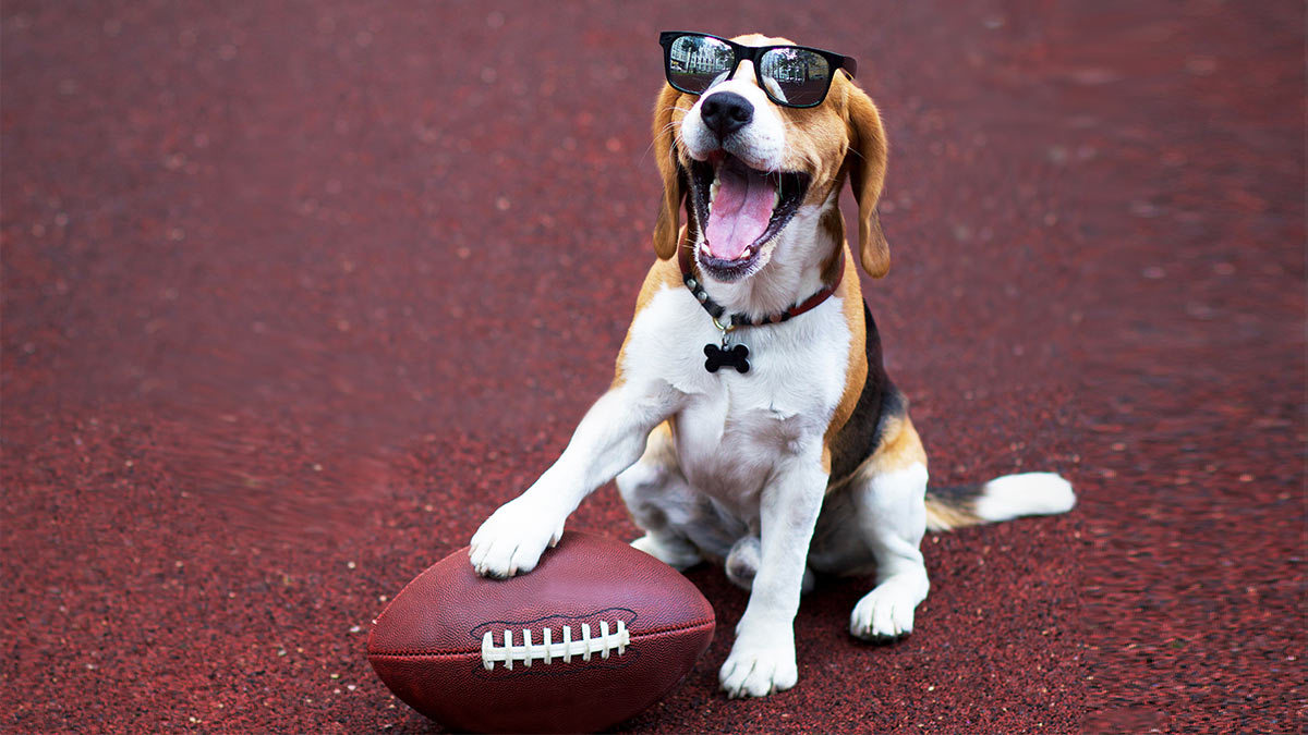 Puppy Bowl 2024: La Super Copa donde juegan perritos que buscan ser adoptados