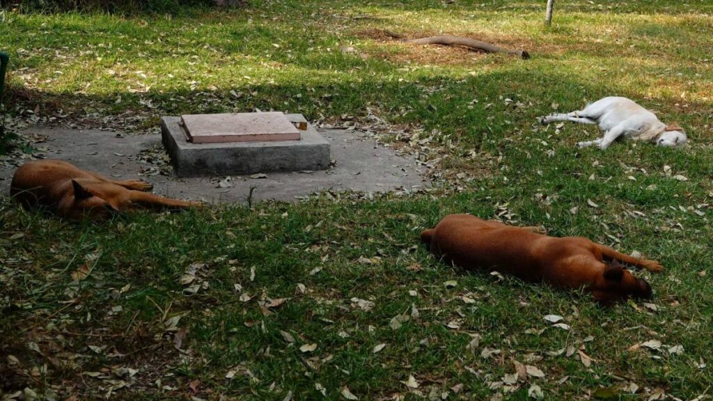 RECOMPENSA ASESINO SERIAL PERROS XOCHIMILCO