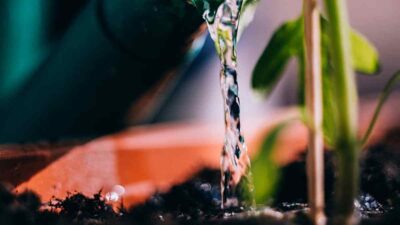 Cómo regar plantas ahorrando agua