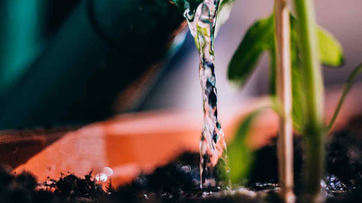 ¿Cómo se puede ahorrar agua al regar las plantas?