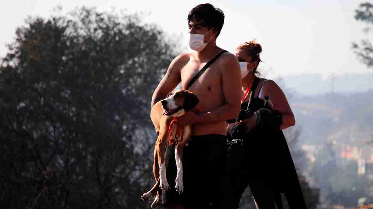 Veterinarios ayudan a perritos y gatos heridos por los incendios en Chile