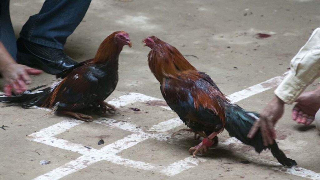 revelación género pelea gallos