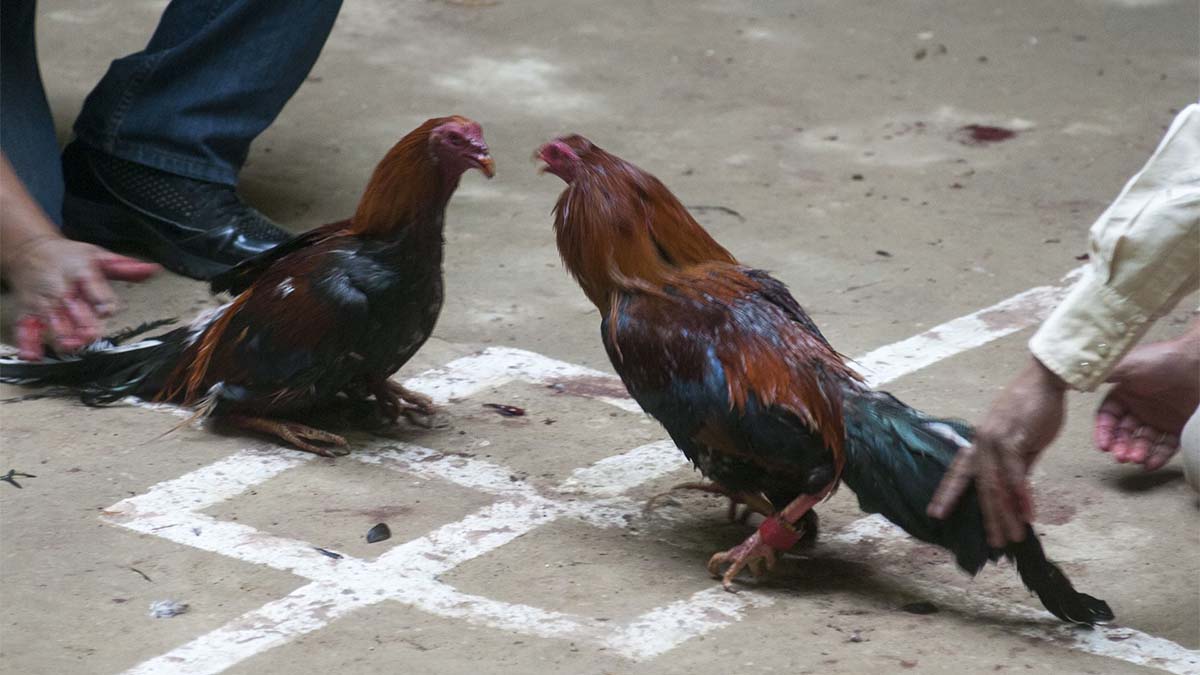 ¡Así no! Causa polémica revelación de género con pelea de gallos en Nuevo León