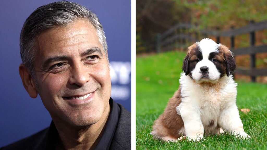Nelson San Bernardo George Clooney