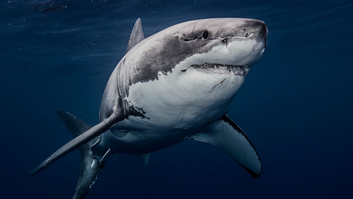 ¡Tiburón a la vista! Alertan por avistamientos en playas de Empalme, Sonora