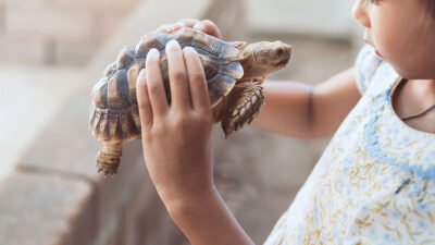 Tortugas como mascotas: cuidados para evitar enfermedades